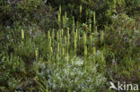 Grote wolfsklauw (Lycopodium clavatum) 