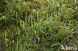 Stag’s-horn Clubmoss (Lycopodium clavatum)