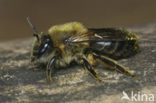 Grote zijdebij (Colletes cunicularius)