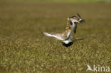 Black-tailed Godwit (Limosa limosa) 