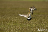 Grutto (Limosa limosa) 