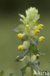 Harige ratelaar (Rhinanthus alectorolophus) 