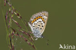 Heideblauwtje (Plebejus argus) 