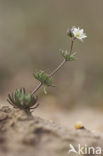 Pearlwort Spurrey (Spergula morisonii)