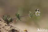 Pearlwort Spurrey (Spergula morisonii)
