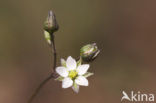 Pearlwort Spurrey (Spergula morisonii)