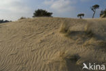 Marram (Ammophila arenaria)