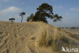 Marram (Ammophila arenaria)