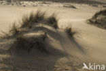 Marram (Ammophila arenaria)