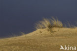 Marram (Ammophila arenaria)