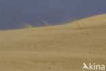 Marram (Ammophila arenaria)