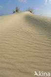 Marram (Ammophila arenaria)