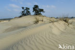 Marram (Ammophila arenaria)