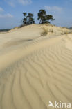 Marram (Ammophila arenaria)