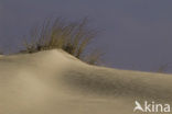 Marram (Ammophila arenaria)