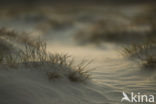 Marram (Ammophila arenaria)