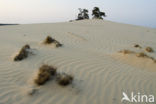 Marram (Ammophila arenaria)