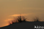 Marram (Ammophila arenaria)