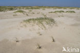 Marram (Ammophila arenaria)