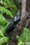 Herculesbeetle (Dynastes hercules)
