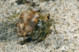 Hermit crab (Coenobita compressus)