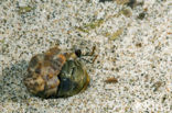 Hermit crab (Coenobita compressus)