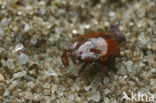 Hetaerius ferrugineus