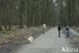 Dog (Canis domesticus)