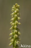 Honingorchis (Herminium monorchis) 