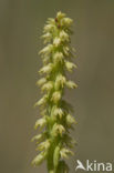 Musk Orchid (Herminium monorchis)
