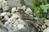 Huismus (Passer domesticus) 