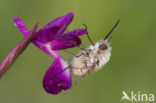 IJle Moerasorchis (Orchis laxiflora)