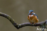 IJsvogel (Alcedo atthis)