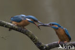 Kingfisher (Alcedo atthis)