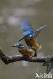 IJsvogel (Alcedo atthis)