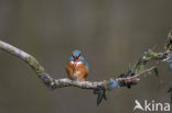 IJsvogel (Alcedo atthis)