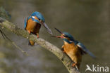 IJsvogel (Alcedo atthis)