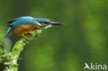 Kingfisher (Alcedo atthis)