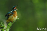 Kingfisher (Alcedo atthis)