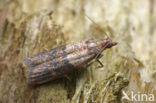 Indianmeal moth (Plodia interpunctella)
