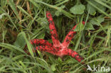 Octopus Stinkhorn (Clathrus archeri)