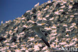 Northern Gannet (Morus bassanus)