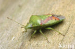 Juniper shieldbug (Cyphostethus tristriatus)