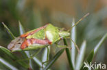 Juniper shieldbug (Cyphostethus tristriatus)