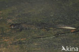 Great Crested Newt