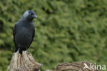 Kauw (Corvus monedula)