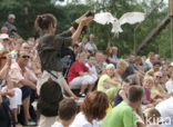 Barn Owl (Tyto alba)