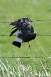 Lapwing (Vanellus vanellus)