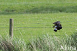 Lapwing (Vanellus vanellus)