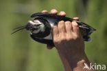 Lapwing (Vanellus vanellus)